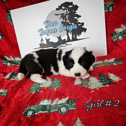 Girl 2 - Black and white female Cardigan Welsh Corgi puppy in Natchitoches. La, Louisiana from Bleu Bayou Corgis
