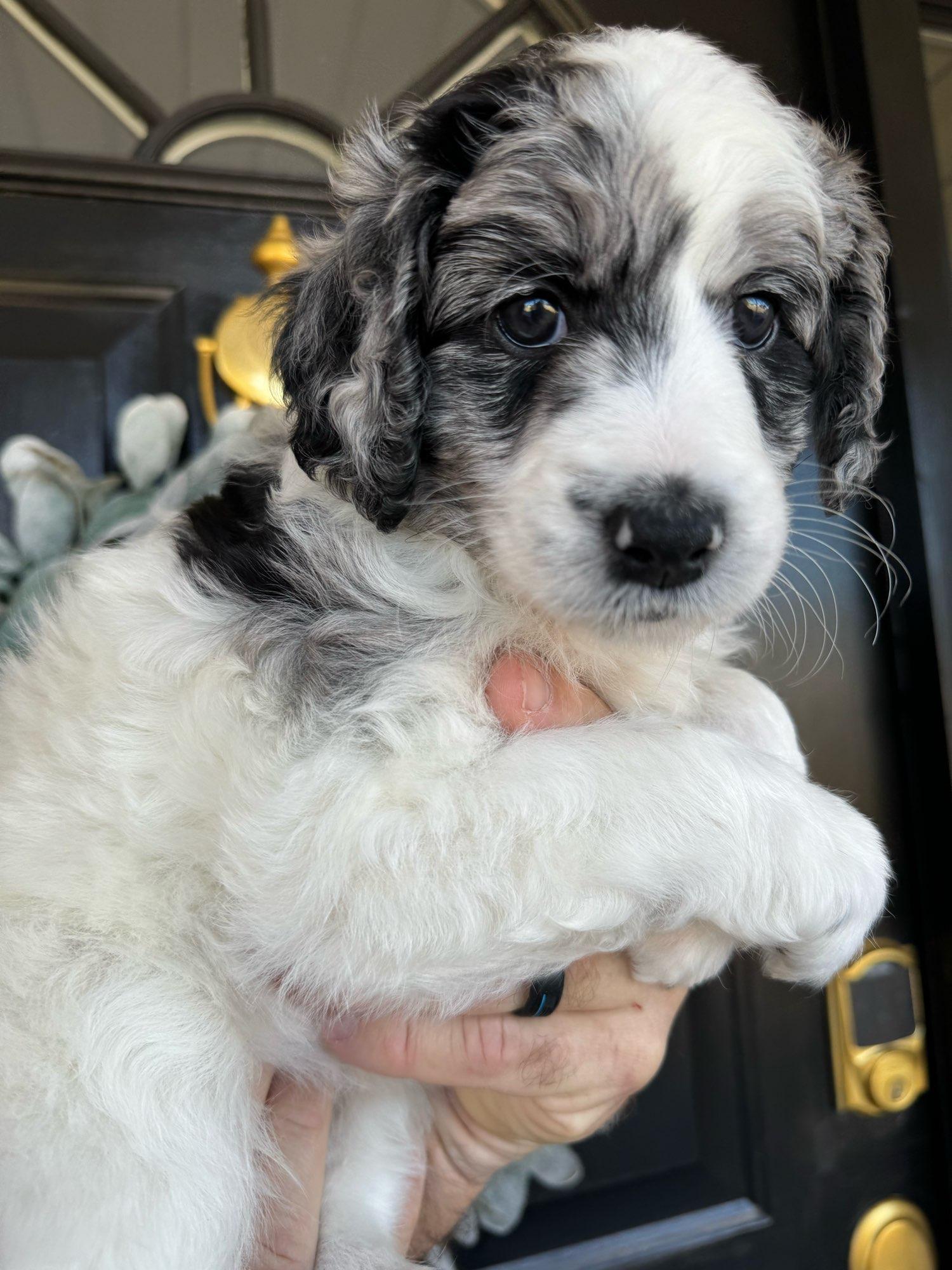 “Sugar”(blue merle) - Blue merle Aussiedoodle puppy in Ayden, North Carolina from Sugar Creek Oodles
