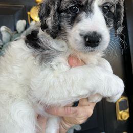 “Sugar”(blue merle) - Blue merle Aussiedoodle puppy in Ayden, North Carolina from Sugar Creek Oodles