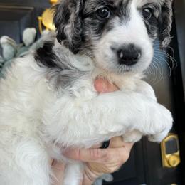 “Sugar”(blue merle) - Blue merle Aussiedoodle puppy in Ayden, North Carolina from Sugar Creek Oodles
