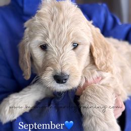 September - Cream Goldendoodle puppy in Lancaster, Minnesota from North Star Dog Training