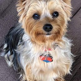 Yorkshire Terriers from Niki’s Yorkies