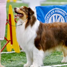 Frank - Australian Shepherd