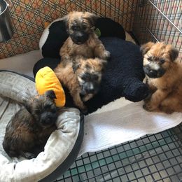 Soft Coated Wheaten Terrier Puppies from Cuilinn Wheatens
