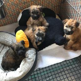 Soft Coated Wheaten Terrier Puppies from Cuilinn Wheatens