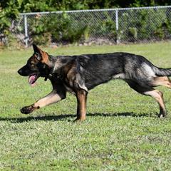 German Shepherd Puppies from Key Star German Shepherds