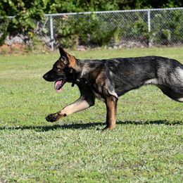 German Shepherd Puppies from Key Star German Shepherds