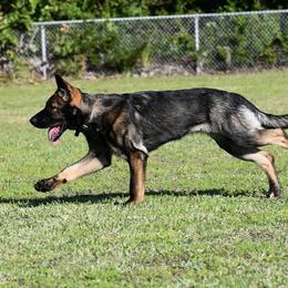 German Shepherd Puppies from Key Star German Shepherds