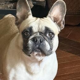 Coco - French Bulldog