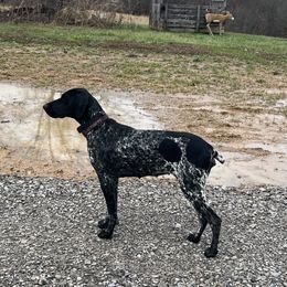 Aspen - German Shorthaired Pointer