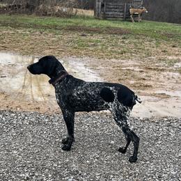 Aspen - German Shorthaired Pointer