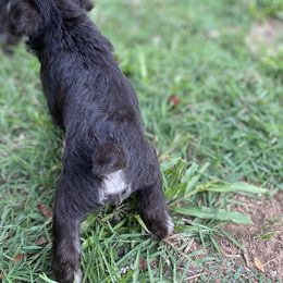 Miniature Schnauzer Puppies from Booms baby