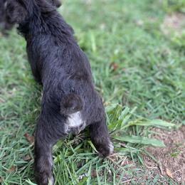 Miniature Schnauzer Puppies from Booms baby