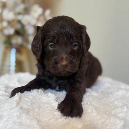 Crinkle - Chocolate female Goldendoodle puppy in Caldwell, Idaho from Leila Pearson