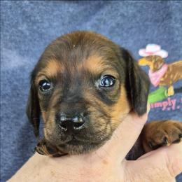 John-Green - Red male Dachshund puppy in Frankfort, Kentucky from Gigi's Dachshunds