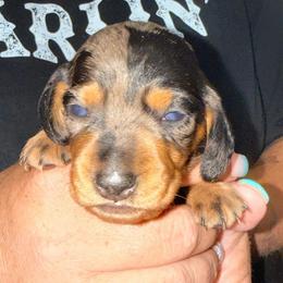 Boy 2 - Dapple male Dachshund puppy in Pierson, Florida from Michelle’s Mini Dachshunds