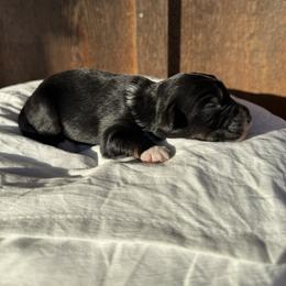 Arrow - Black tri-color male Aussiedoodle puppy in Eastland, Texas from H5 Mini Doodles