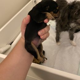 Schnoodle Puppies from Noodle Tings Puppies