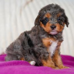 Anton - Merle male Bernedoodle puppy in Dundee, Ohio from Down Home Doodle