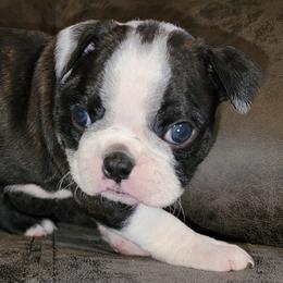 Boston Terrier Puppies from Joey Muller