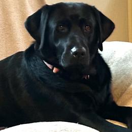 Rumor - Labrador Retriever