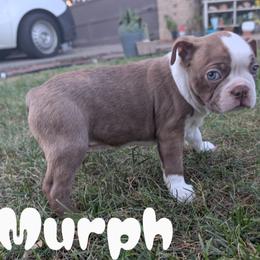 Murph - Black brindle and white male Boston Terrier puppy in Lakewood, Colorado from Jeff's Boston Terriers