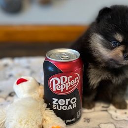 Pomeranian Puppies from Nikki’s lil Pomeranians