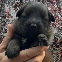 Boy 1 - Sable male German Shepherd puppy in Hattiesburg, Mississippi from Weizen German Shepherds