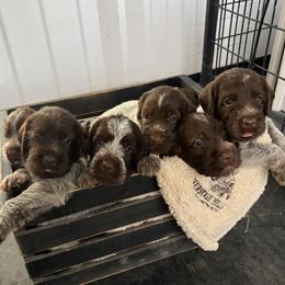Wirehaired Pointing Griffon puppies from Heritage Hills WPGs