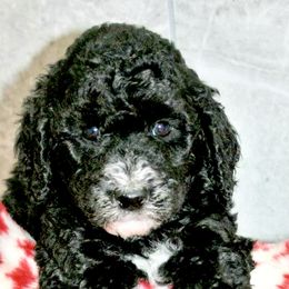 Bernedoodle and Sheepadoodle Puppies from Penny Harris