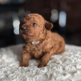 Prada - Red  female Poodle puppy in South Jordan, Utah from Wasatch Pup