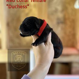 Duchess - Black brindle female Cane Corso puppy in Altoona, Alabama from Snead’s Cane Corso Kennel