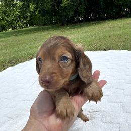 Boy 2 - male Dachshund puppy in Homestead, Florida from Redland Dachshund Grove
