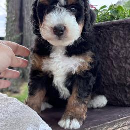 Hollis - Tri-color male Bernedoodle puppy in Rising Sun, Indiana from Ruby Lane Doodles