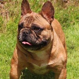 French Bulldogs from Bullies Paw