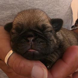 Red Collar Girl - Fawn female Pug puppy in New Braunfels, Texas from Kex Pug Haus