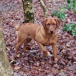Rose - Labrador Retriever
