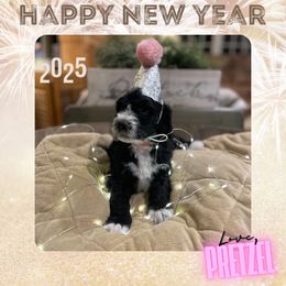 Pretzel - Bernedoodle puppy from Deutsch Hund Haus