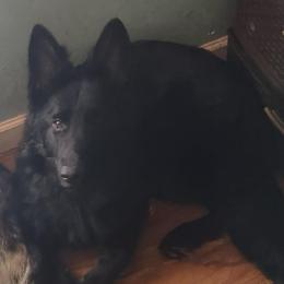 Xena - German Shepherd