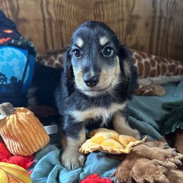 Boy 3-Diego - Black and cream male Dachshund puppy in Wolf Lake, Indiana from Canisteo Dachshunds