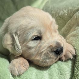 Green - Light golden male Golden Retriever puppy in Roseburg, Oregon from Unbound Goldens