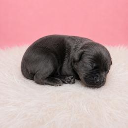 Gray female - Gray female Cane Corso puppy in Haslet, Texas from Trained To Go Corso Kennels (T.T.G. Corso Kennels)