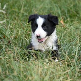 Border Collie Puppies from Shining C Border Collies