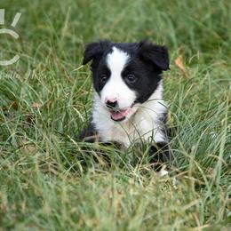Border Collie Puppies from Shining C Border Collies