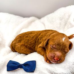 Dracula red abstract - Red  male Goldendoodle puppy in Lewisville, Texas from Zink Doodles
