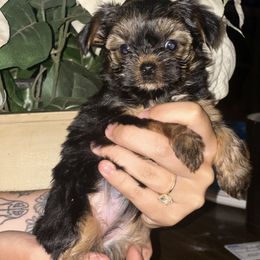 Baby girl - Black and tan female Yorkshire Terrier puppy in Loganville, Georgia from The Doggy Empire
