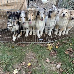 Collie Puppies from Belle Fleur Collies