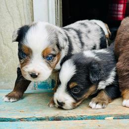 Canyon - Blue merle male Miniature Australian Shepherd puppy in Hempstead, Texas from Young Gun Aussies