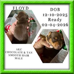 Floyd - Chocolate and tan male Dachshund puppy in Whitesboro, Texas from Joanie's Tickled Pink Puppies