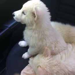 Siberian Husky Puppies from Sherwood Huskies
